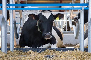COW COMFORT